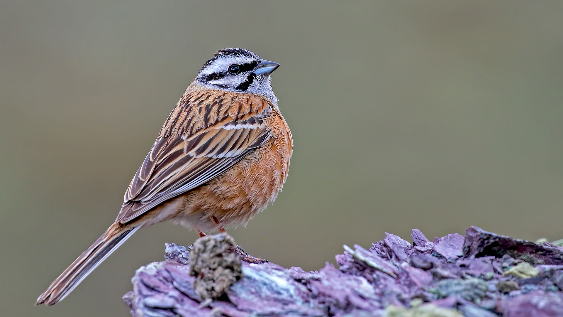 Rock Bunting